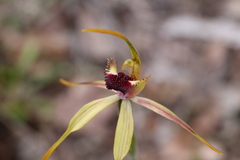 Caladenia longiclavata