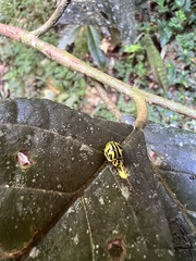 Archegleis interrupta