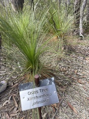 Xanthorrhoea johnsonii