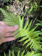 Oreopteris quelpartensis