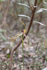 Caladenia longiclavata