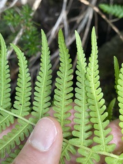 Oreopteris quelpartensis