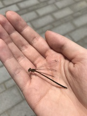 Pseudagrion pilidorsum