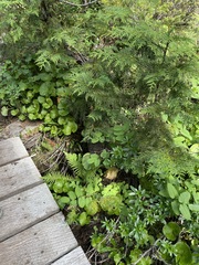 Oreopteris quelpartensis