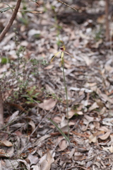 Caladenia longiclavata