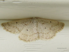 Lomographa glomeraria