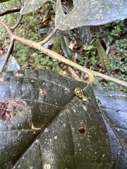 Archegleis interrupta