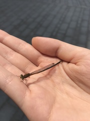 Pseudagrion pilidorsum