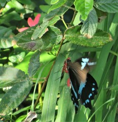 Papilio nireus lyaeus