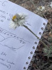 Chrysocephalum baxteri