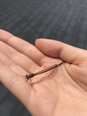 Pseudagrion pilidorsum