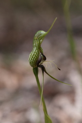 Pterostylis barbata