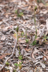 Pterostylis barbata