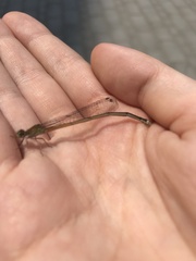 Pseudagrion pilidorsum