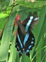 Papilio nireus lyaeus