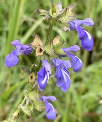 Salvia laevis