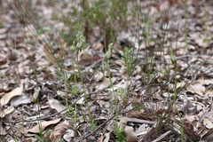 Pterostylis barbata