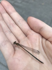 Pseudagrion pilidorsum
