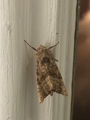 Phlogophora periculosa