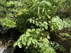 Sanguisorba stipulata