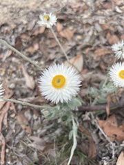 Chrysocephalum baxteri