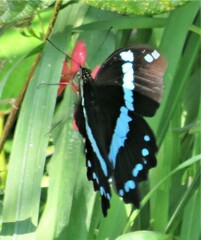 Papilio nireus lyaeus