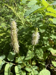 Sanguisorba stipulata