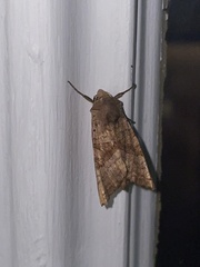 Phlogophora periculosa