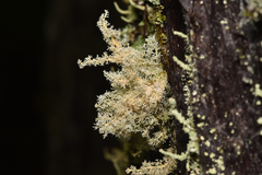 Sphaerophorus tuckermanii