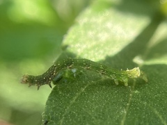 Ponometia candefacta