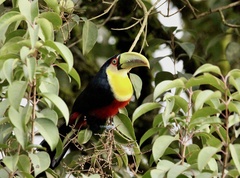Ramphastos dicolorus