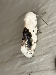 Ponometia erastrioides