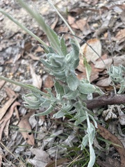 Chrysocephalum baxteri