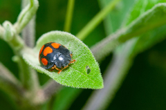 Epilachna mexicana
