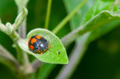 Epilachna mexicana