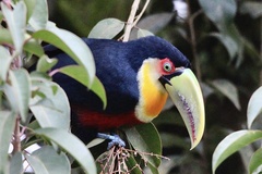 Ramphastos dicolorus