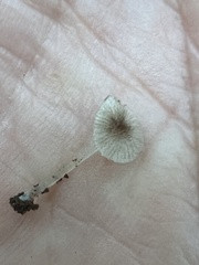 Pluteus hispidulus