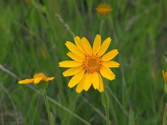 Arnica fulgens