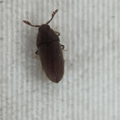 Trixagus chevrolati