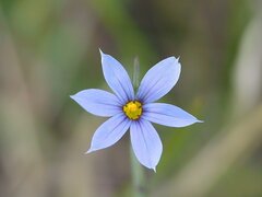 Sisyrinchium idahoense