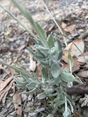 Chrysocephalum baxteri