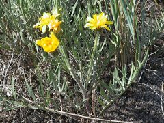 Crepis atribarba