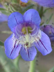 Penstemon eriantherus
