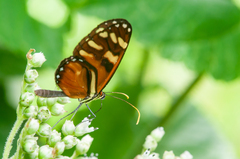 Ithomia heraldica