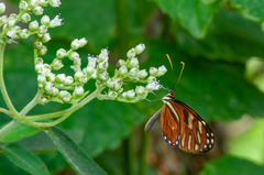 Ithomia heraldica