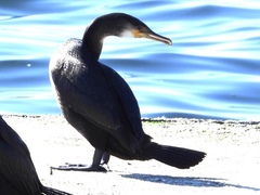 Phalacrocorax capillatus