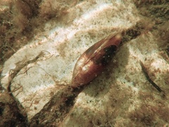Unio pictorum