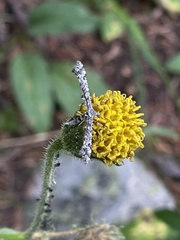 Amblyptilia pica