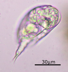 Colurella
