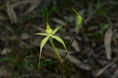 Caladenia xanthochila